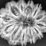 12 Mukhi Rudraksha 29.1mm 6.22gm - Xray