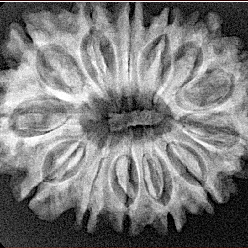 13 Mukhi Rudraksha 30.9mm 5.13gm - Xray