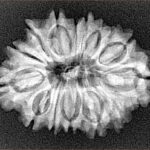 15 Mukhi Rudraksha 27.8mm 3.73gm - Xray