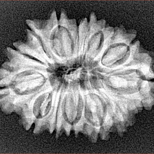 15 Mukhi Rudraksha 27.8mm 3.73gm - Xray