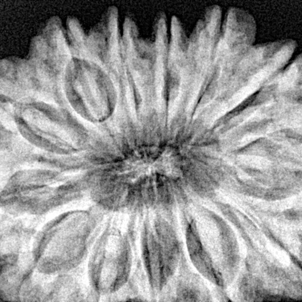 13 Mukhi Rudraksha 35mm 8.74gm - Xray