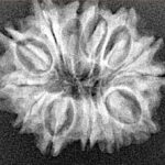 13 Mukhi Rudraksha 22.6mm 3.54gm - Xray