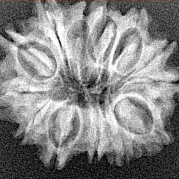 13 Mukhi Rudraksha 22.6mm 3.54gm - Xray