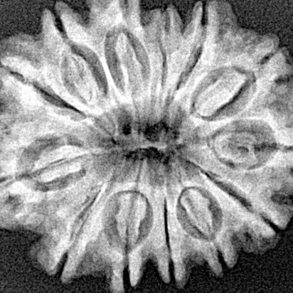 13 Mukhi Rudraksha 27.4mm 4.4gm - Xray