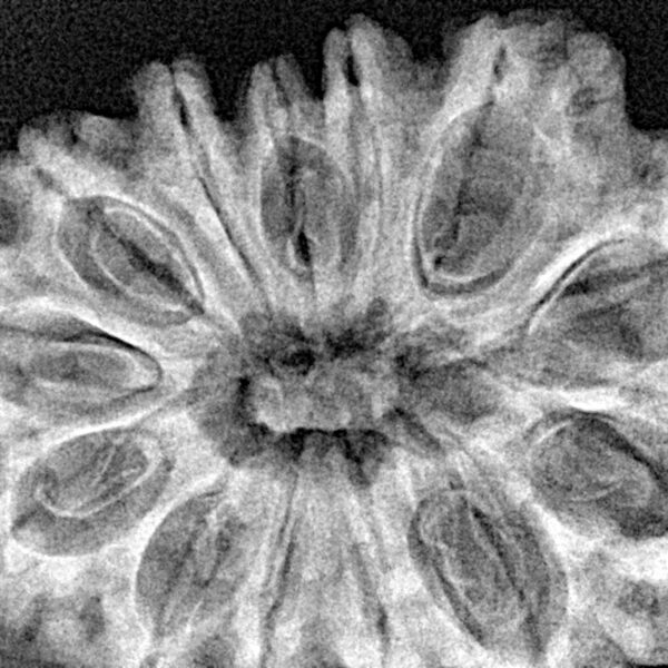 13 Mukhi Rudraksha 34.8mm 6.85gm - Xray