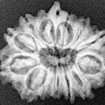 13 Mukhi Ganesh 23.7mm 3gm - Xray