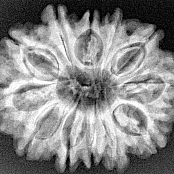 12 Mukhi Rudraksha 28.8mm 5.33gm - Xray