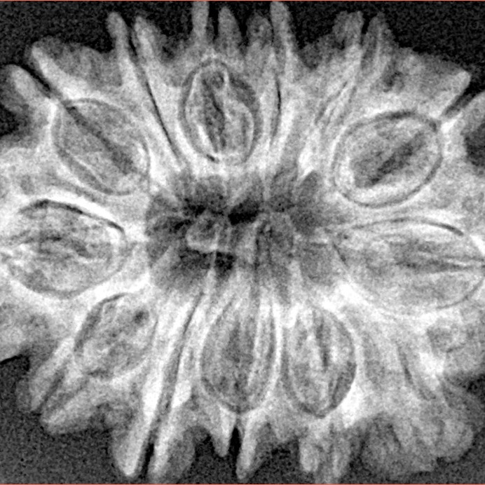 13 Mukhi Rudraksha 28.7mm 4.07gm - Xray