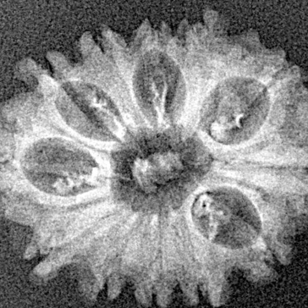 12 Mukhi Rudraksha 24.4mm 2gm - Xray