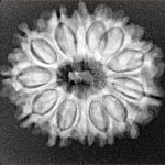 13 Mukhi Rudraksha 25mm 3.68gm - Xray