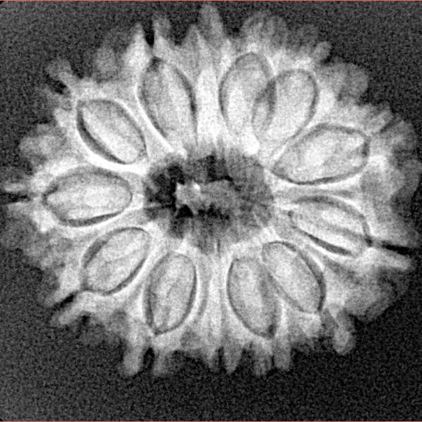 13 Mukhi Rudraksha 25mm 3.68gm - Xray