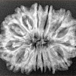 14 Mukhi Rudraksha 28.4mm 4.06gm - Xray