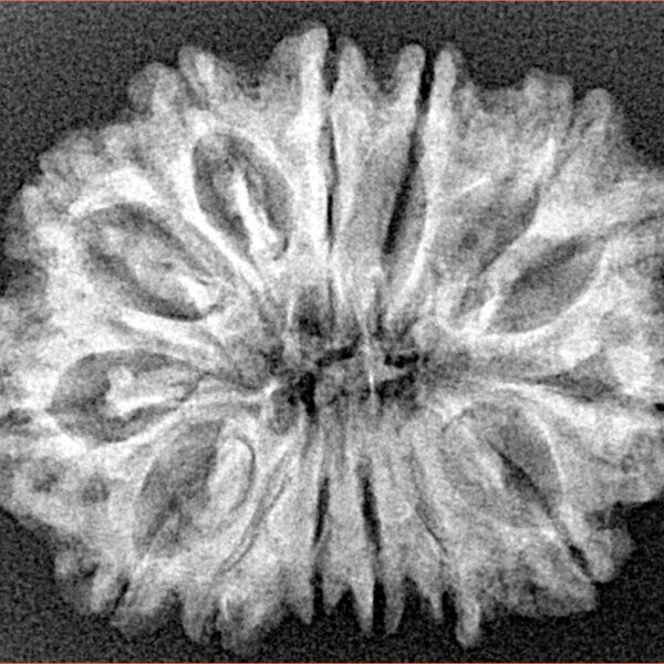 14 Mukhi Rudraksha 28.4mm 4.06gm - Xray