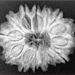 14 Mukhi Rudraksha 28mm 5gm - Origin: Nepal - Xray