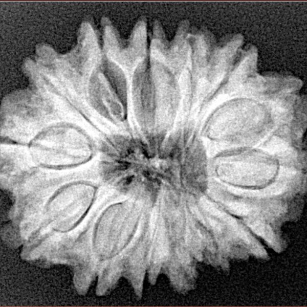 14 Mukhi Rudraksha 28mm 5gm - Origin: Nepal - Xray