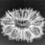 14 Mukhi Rudraksha 24.6mm 2.64gm - Xray
