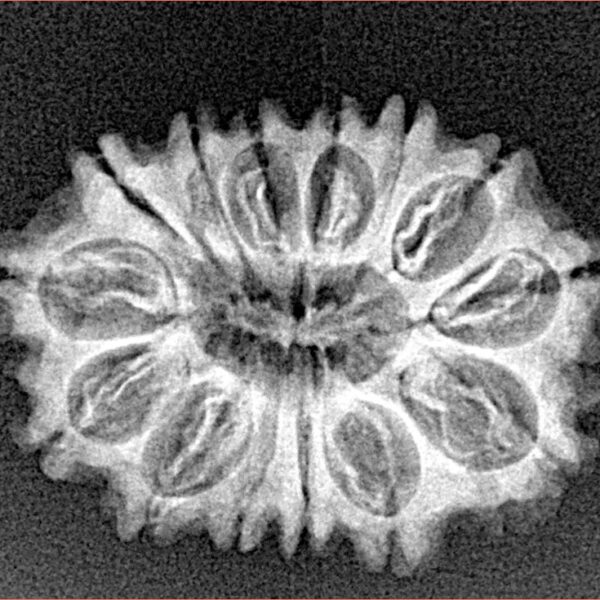 14 Mukhi Rudraksha 24.6mm 2.64gm - Xray