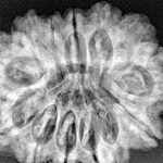 13 Mukhi Ganesh 31.2mm 6.67gm - Xray