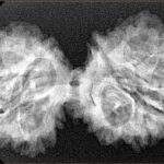 13 Mukhi Gaurishankar 38.9mm 5.74gm - Xray