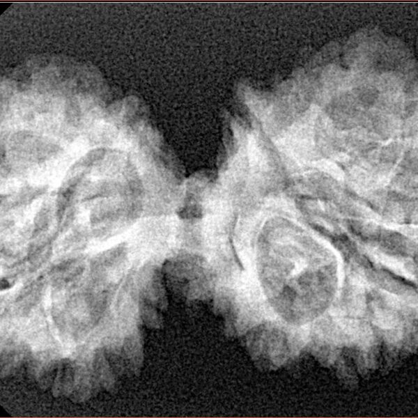 13 Mukhi Gaurishankar 38.9mm 5.74gm - Xray