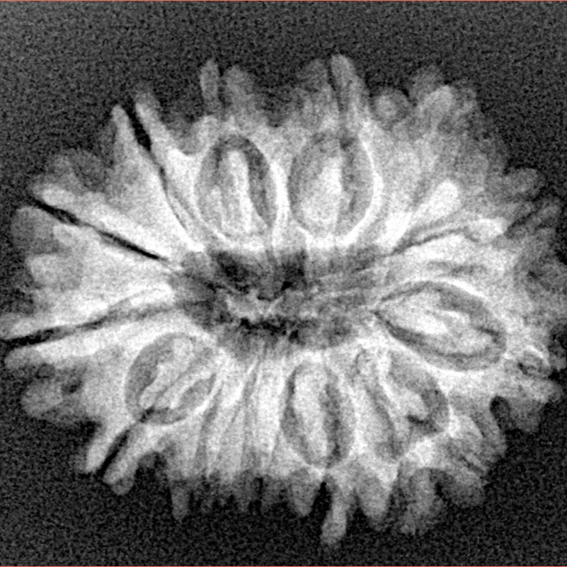 14 Mukhi Rudraksha 26.2mm 3.55gm - Xray