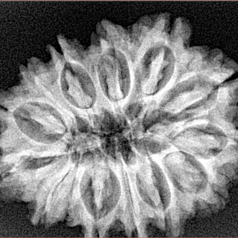 14 Mukhi Rudraksha 28.5mm 4.83gm - Xray