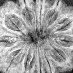 12 Mukhi Rudraksha 31.7mm 5.93gm - Xray