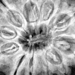 12 Mukhi Rudraksha 31.3mm 6.73gm - Xray