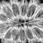 13 Mukhi Rudraksha 38.6mm 9.5gm - Xray