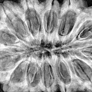 13 Mukhi Rudraksha 38.6mm 9.5gm - Xray