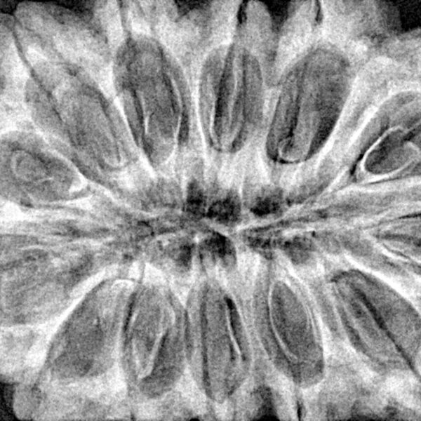 13 Mukhi Rudraksha 38.6mm 9.5gm - Xray