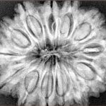 13 Mukhi Rudraksha 32.1mm 7.46gm - Xray