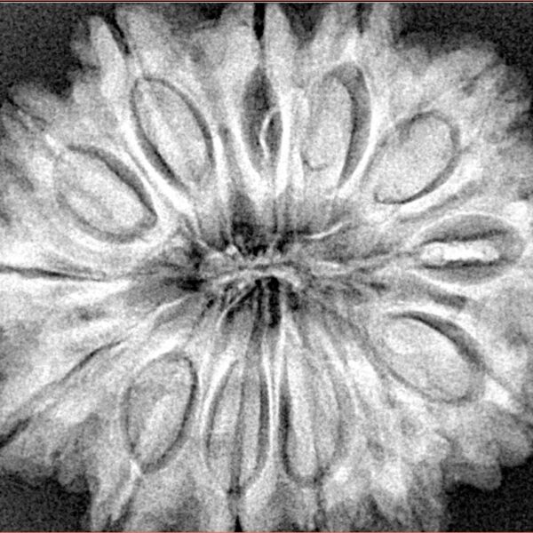 13 Mukhi Rudraksha 32.1mm 7.46gm - Xray