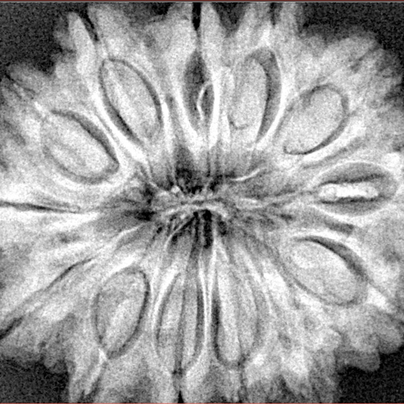 13 Mukhi Rudraksha 32.1mm 7.46gm - Xray