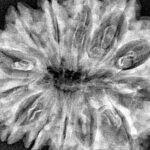 13 Mukhi Rudraksha 35.7mm 7.13gm - Xray