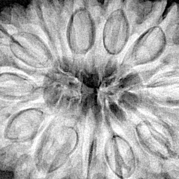 12 Mukhi Rudraksha 35.1mm 9.64gm - Xray