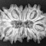 14 Mukhi Rudraksha 29.1mm 4.5gm - Xray