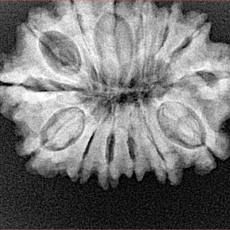 14 Mukhi Rudraksha 27.9mm 4.53gm - Xray