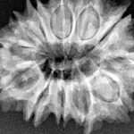 12 Mukhi Rudraksha 27.6mm 4.44gm - Xray