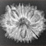 12 Mukhi Rudraksha 25.3mm 3.26gm - Xray