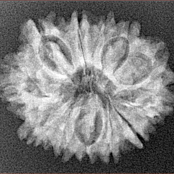 12 Mukhi Rudraksha 25.3mm 3.26gm - Xray