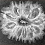 12 Mukhi Rudraksha 26.8mm 3.85gm - Xray