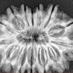 14 Mukhi Rudraksha 29.5mm 4.63gm - Xray