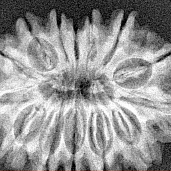 14 Mukhi Rudraksha 29.5mm 4.63gm - Xray