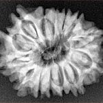 14 Mukhi Rudraksha 25mm 3.39gm - Xray