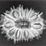 14 Mukhi Rudraksha 25.4mm 2.78gm - Xray