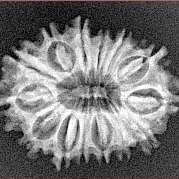 14 Mukhi Rudraksha 25.4mm 2.78gm - Xray