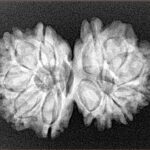 13 Mukhi Gaurishankar 28.6mm 4.53gm - Xray