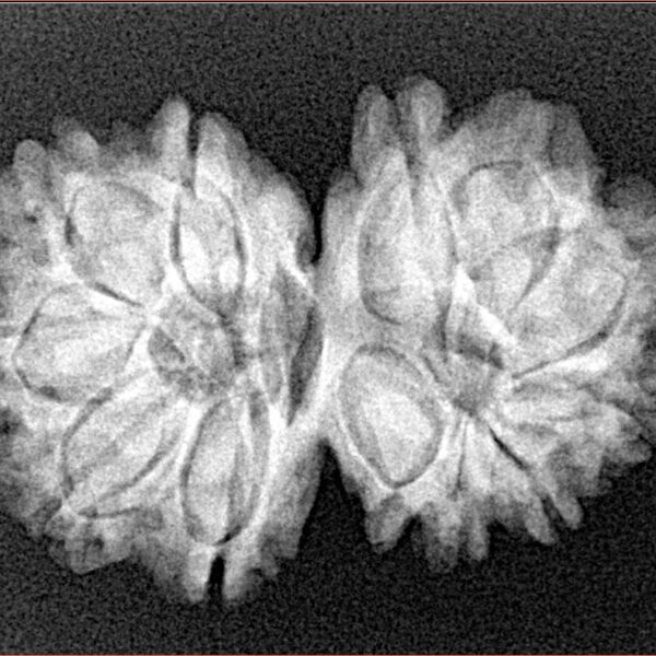 13 Mukhi Gaurishankar 28.6mm 4.53gm - Xray