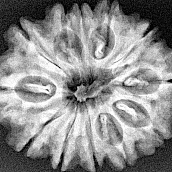 12 Mukhi Rudraksha 29.6mm 5.34gm - Xray